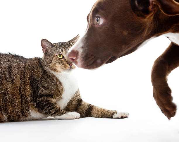 istock Wary Cat and Puppy Keep Their Distance 184336147