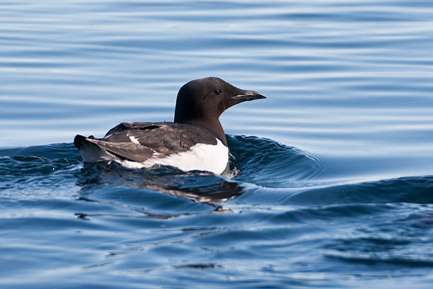 istock Guillemot in the Arctic 184336219