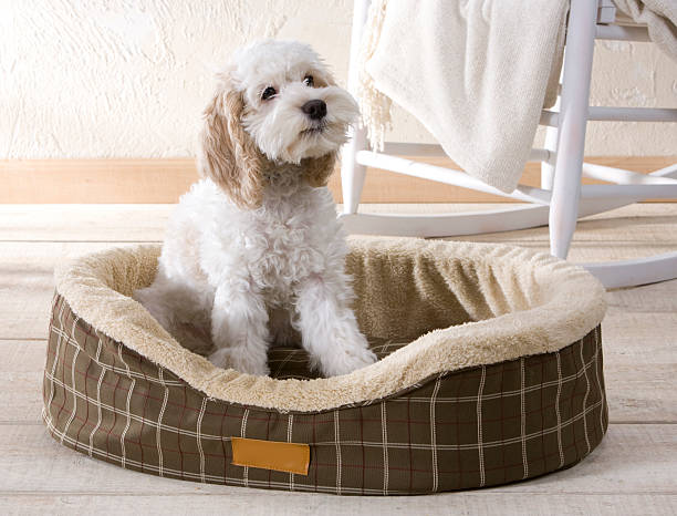 istock Cute puppy in dog bed 184336377