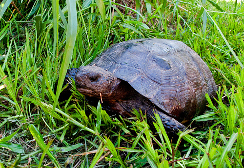 a beautiful turtle in a green meadow in summer