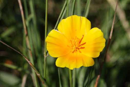 Dazzling orange / yellow colour picked out by early summer sun in Surrey, UK. The California poppy (Eschscholzia californica), is not generally found growing wild in England. This is an unexpected find in a hedgerow, some way from any gardens.