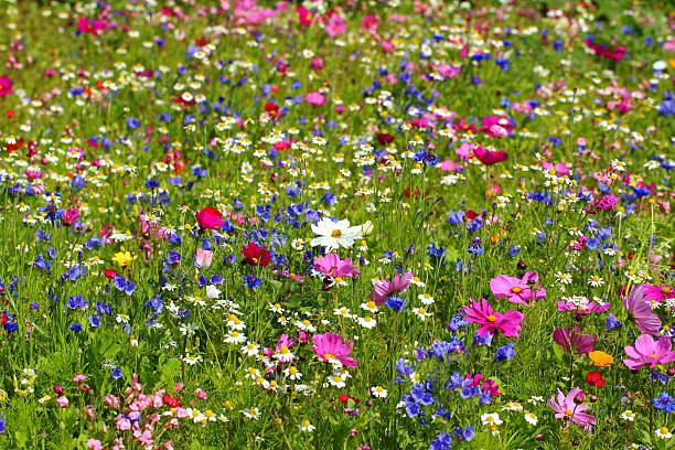 łonie natury - flower blumenwiese meadow flower head zdjęcia i obrazy z banku zdjęć