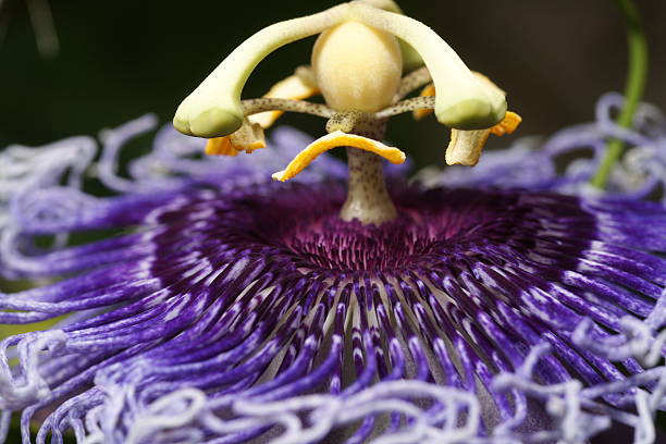 Passiflora picturata macro picture purple and pink petals.