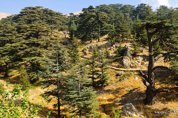 istock The Cedars of Lebanon 184337553