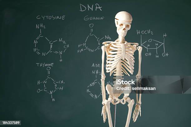 Menschliches Skelett Auf Tafel Mit Biomoleküle Stockfoto und mehr Bilder von Menschliches Skelett - Menschliches Skelett, Modell, Anatomie