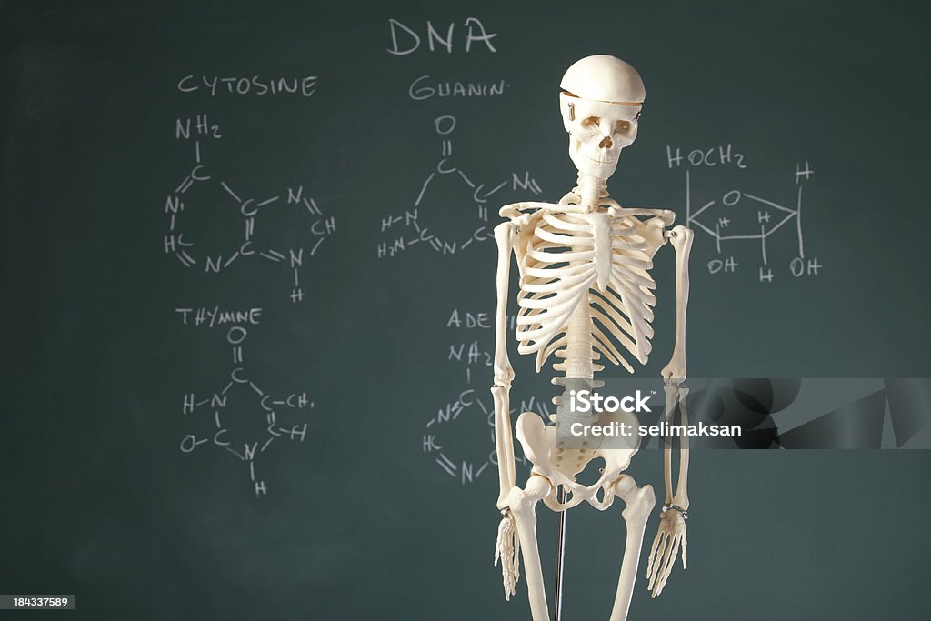 Esqueleto Humano no Quadro Negro com moléculas orgânicos - Royalty-free Esqueleto Humano Foto de stock