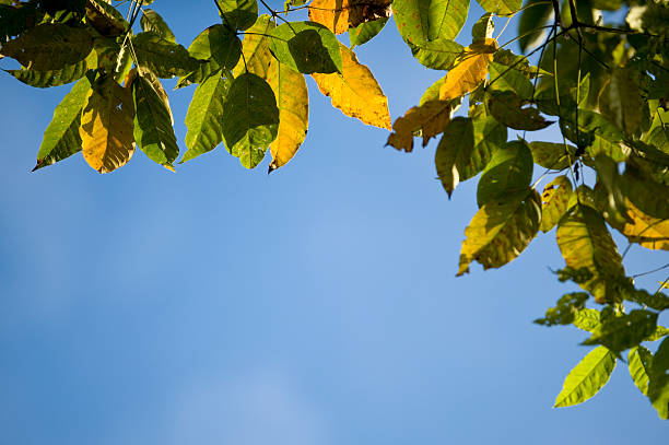 istock color of 'Autumn 184337655