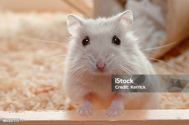 Sie Haben Mich Zuckerhut Hamster 6 Wochen Alt Stockfoto und mehr Bilder von Hamster - Hamster, Käfig, Haustier