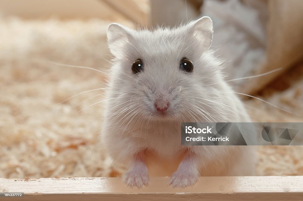 Vous avez appelé moi&nbsp;? Hamster nain à 6 semaines old - Photo de Hamster libre de droits