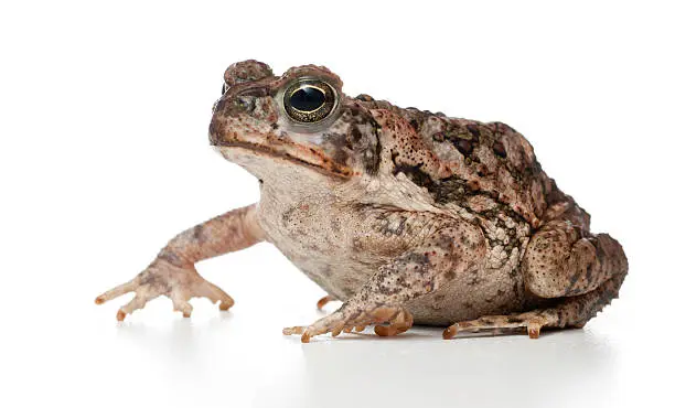 cane toad or bufo marinus posing