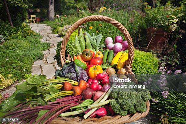 Sommer Garten Reihe Von Verschiedenen Frischem Gemüse Im Korb Hz Stockfoto und mehr Bilder von Korb