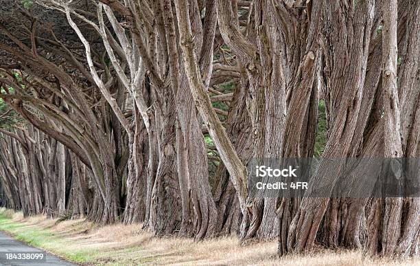 Fondo De Árbol Alley Foto de stock y más banco de imágenes de Aire libre - Aire libre, Ajardinado, Boscaje