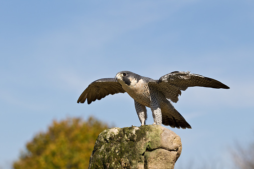 peregrine falcon ready to take off