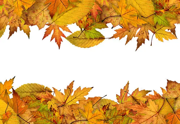 Photo of Horizontal Autumn leaf borders over white background