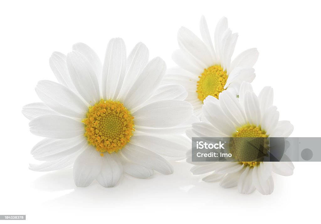 Tre Daisys isolato. - Foto stock royalty-free di Margherita