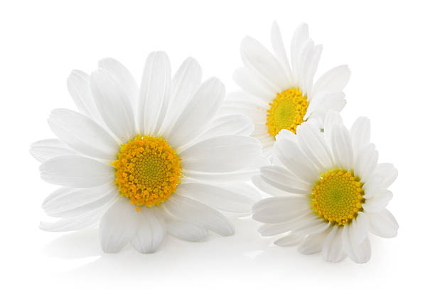 Three Daisys isolated. stock photo