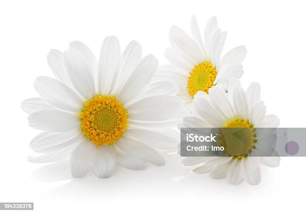 Trzy Daisys Pusta - zdjęcia stockowe i więcej obrazów Białe tło - Białe tło, Rumian, Stokrotka