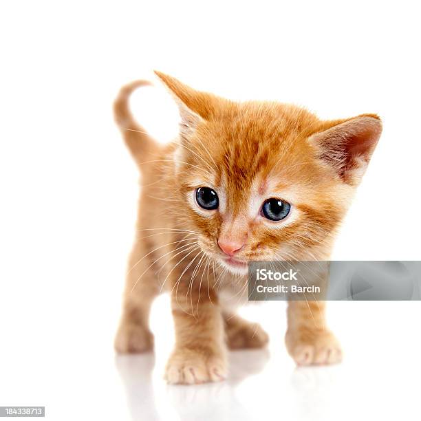 Photo libre de droit de Tigré Petit Chaton Sur Fond Blanc banque d'images et plus d'images libres de droit de Fond blanc - Fond blanc, Chaton, Chat domestique