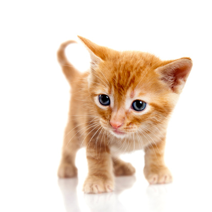 Cute small kitten standing on white background