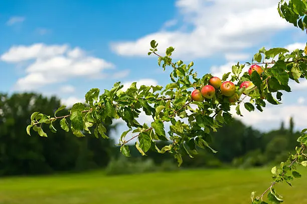 apples on the branch of an apple tree standing at the fairway of Neuhof Golf Course near frankfurt
