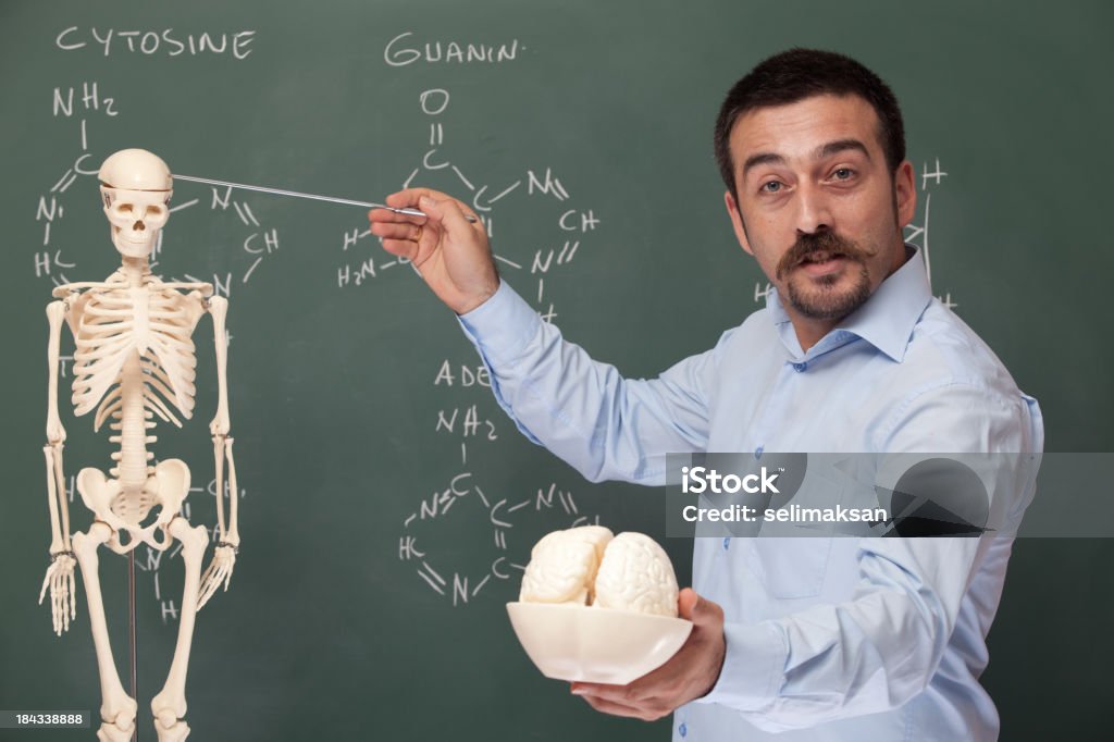 Professor exploração cérebro humano modelo e apontar o Esqueleto - Royalty-free Adulto Foto de stock