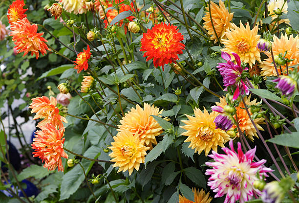 istock Colorful dahlias 184339011