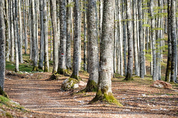 istock Springtime in the Italian woods 184339062