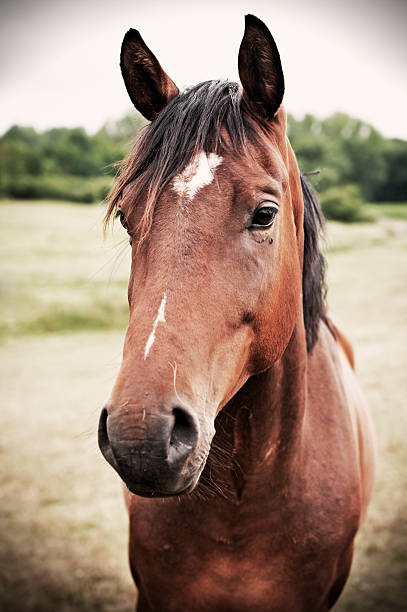 istock Portrait of a horse 184339140