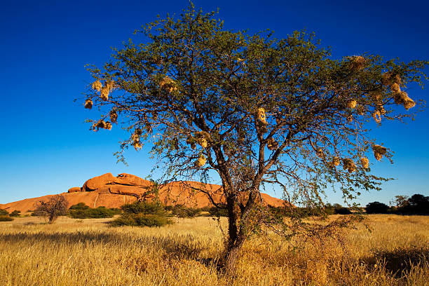 istock Nest of Weaverbird in tree 184339417
