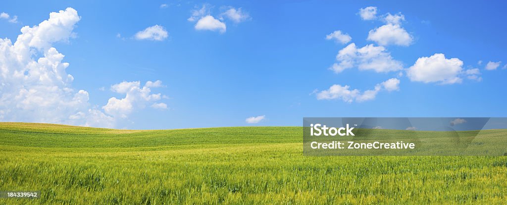 Aperto con vista campo verde con cielo blu e nuvole panorama - Foto stock royalty-free di Agricoltura