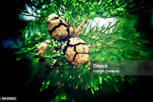 Cypress コーン - イトスギのストックフォトや画像を多数ご用意 - イトスギ, 種, パインコーン