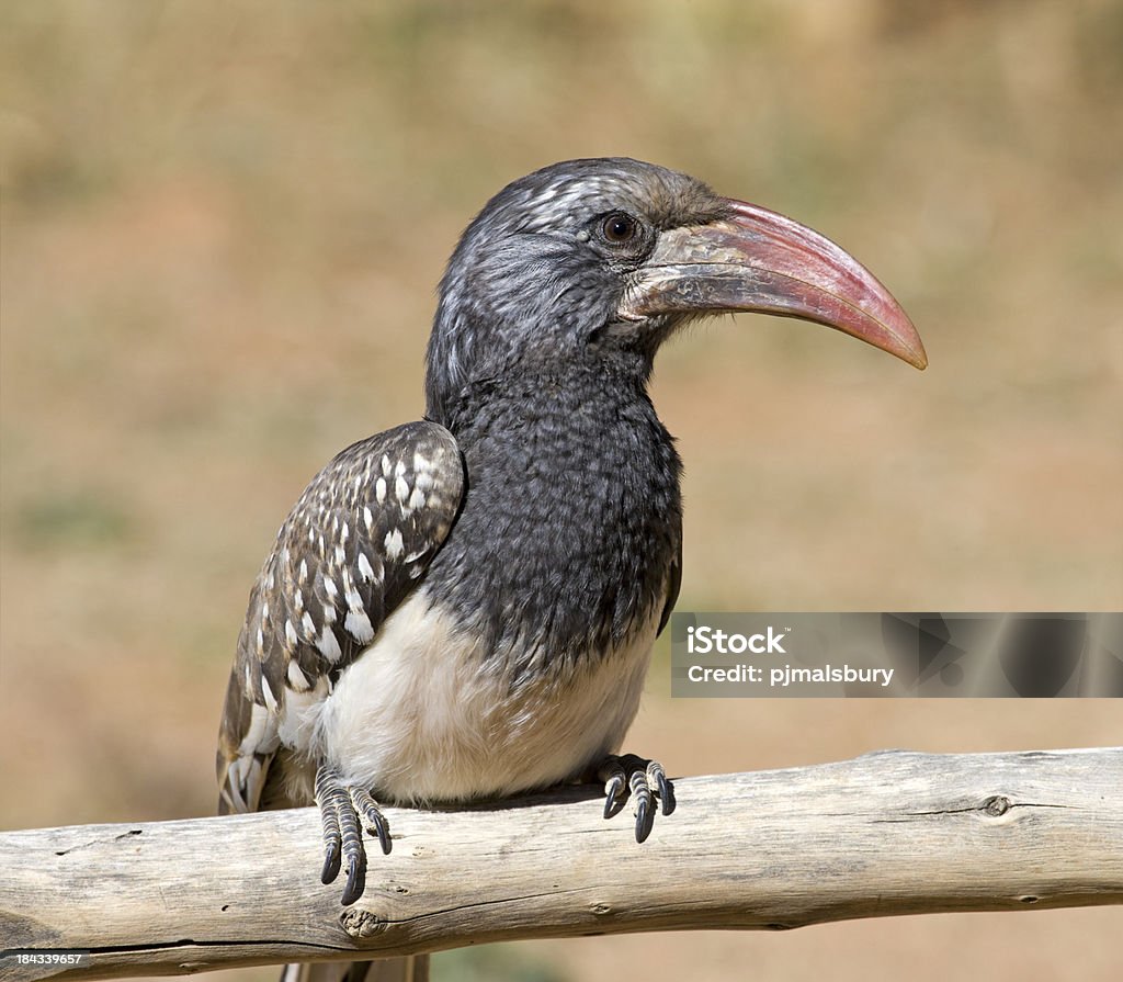 Monteiro's Hornbill Taken in Northern Namibia Africa Stock Photo