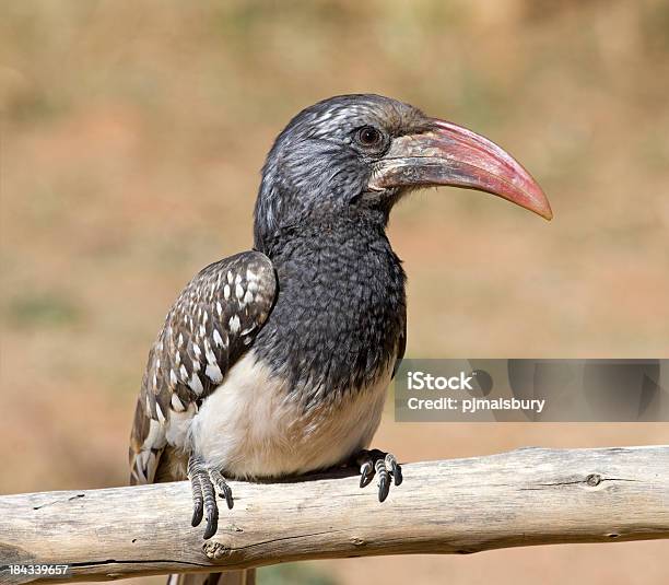 Monteiros Hornbill Stock Photo - Download Image Now - Africa, Animal, Animal Themes