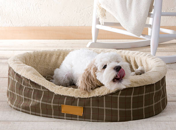 istock Cute puppy yawning in dog bed 184339749