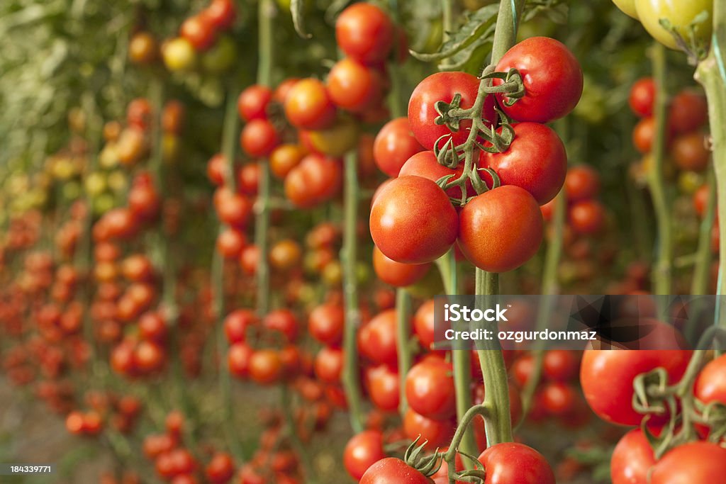 Tomaten wachsenden in einem Gewächshaus - Lizenzfrei Tomatenpflanze Stock-Foto