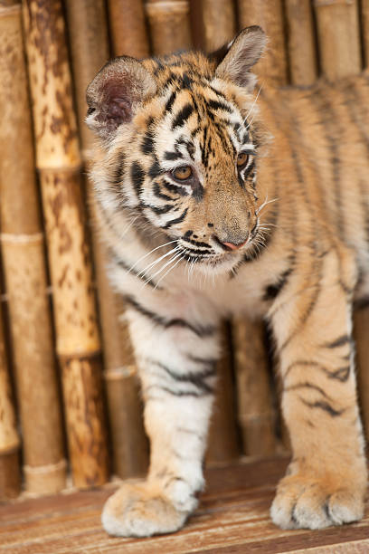 istock Bengal Tiger Cub Portrait 184339809