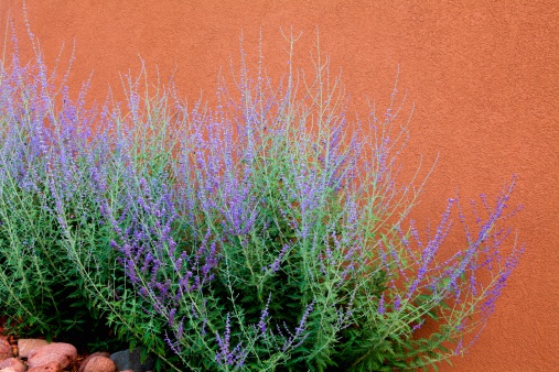 Pretty Russian Sage (Perovskia atriplicifolia) growing in front of an adobe wall.