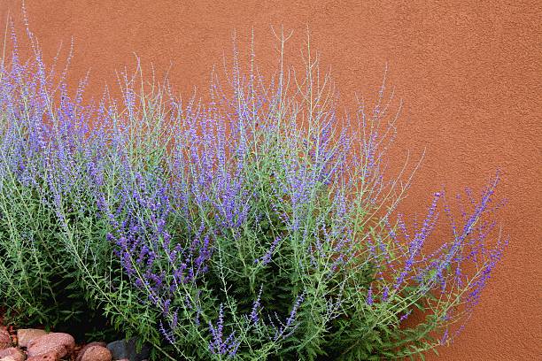 Russian Sage and Adobe Wall stock photo