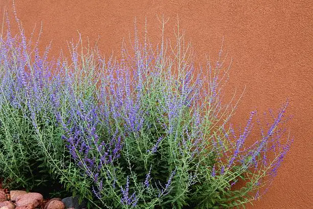 Photo of Russian Sage and Adobe Wall