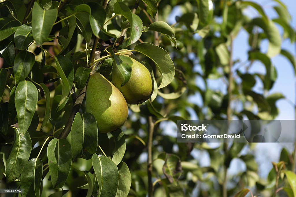 https://media.istockphoto.com/id/184339962/photo/organic-green-anjou-pears-ripening-on-tree.jpg?s=1024x1024&w=is&k=20&c=CFa_ooEOu7jYN3qMtAs1IcMqr8Hf62uwruCv0ZOQGKo=