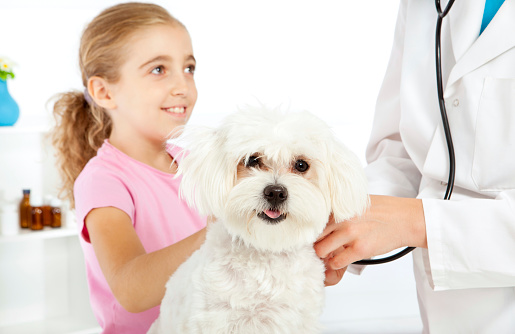Female Veterinarian doctor checking little girl's pet, Maltese Dog, tooth at veterinary's office, selective focus to Maltese Dog