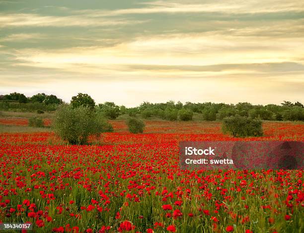 Campo De Amapolas Foto de stock y más banco de imágenes de Aire libre - Aire libre, Amapola - Planta, Amapola silvestre