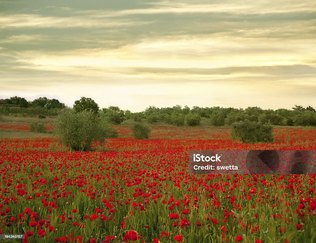 De pavot Field - Photo de Beauté libre de droits