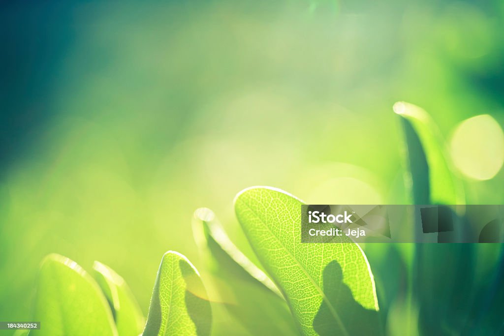 Verde natura - Foto stock royalty-free di Colore verde