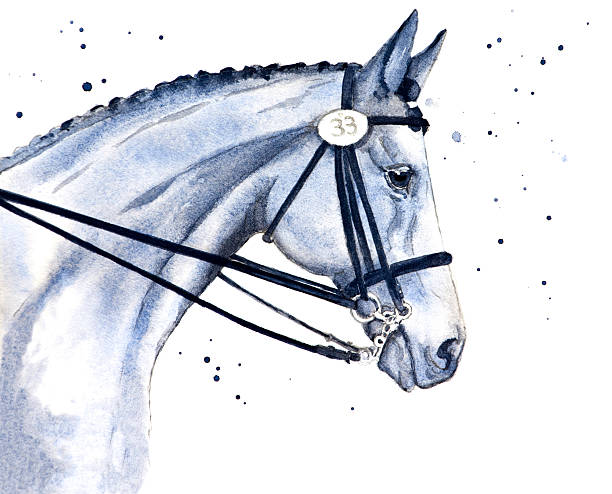 Beautiful Show Horse vector art illustration