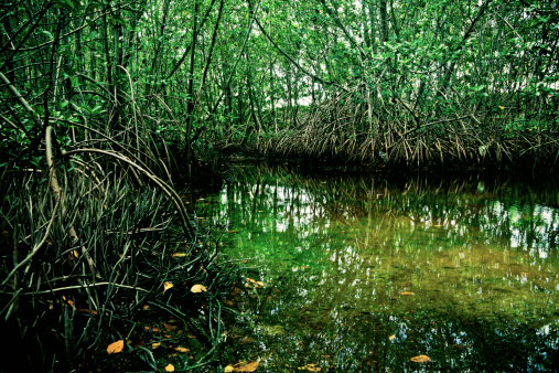 View of mangrove Swamp on Baypoint, Miami. Florida