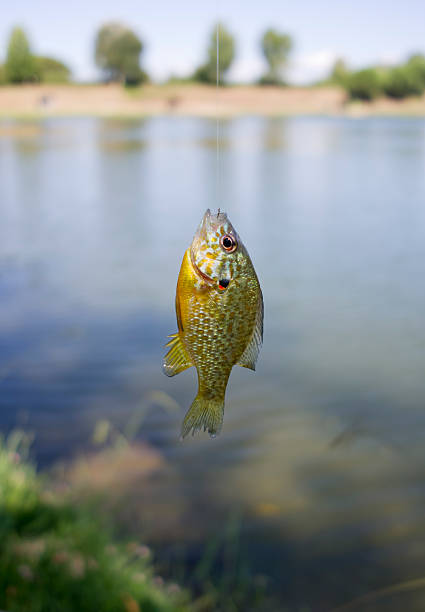istock freshwater fish on fishing tackle 184340913