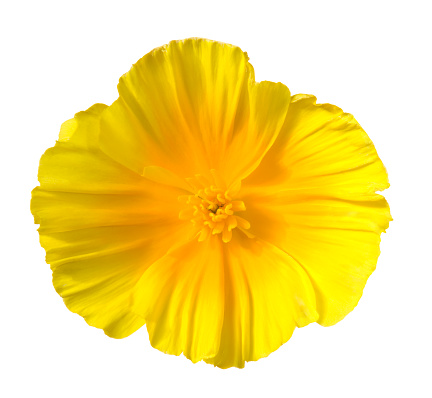 Yellow flower on a white background.