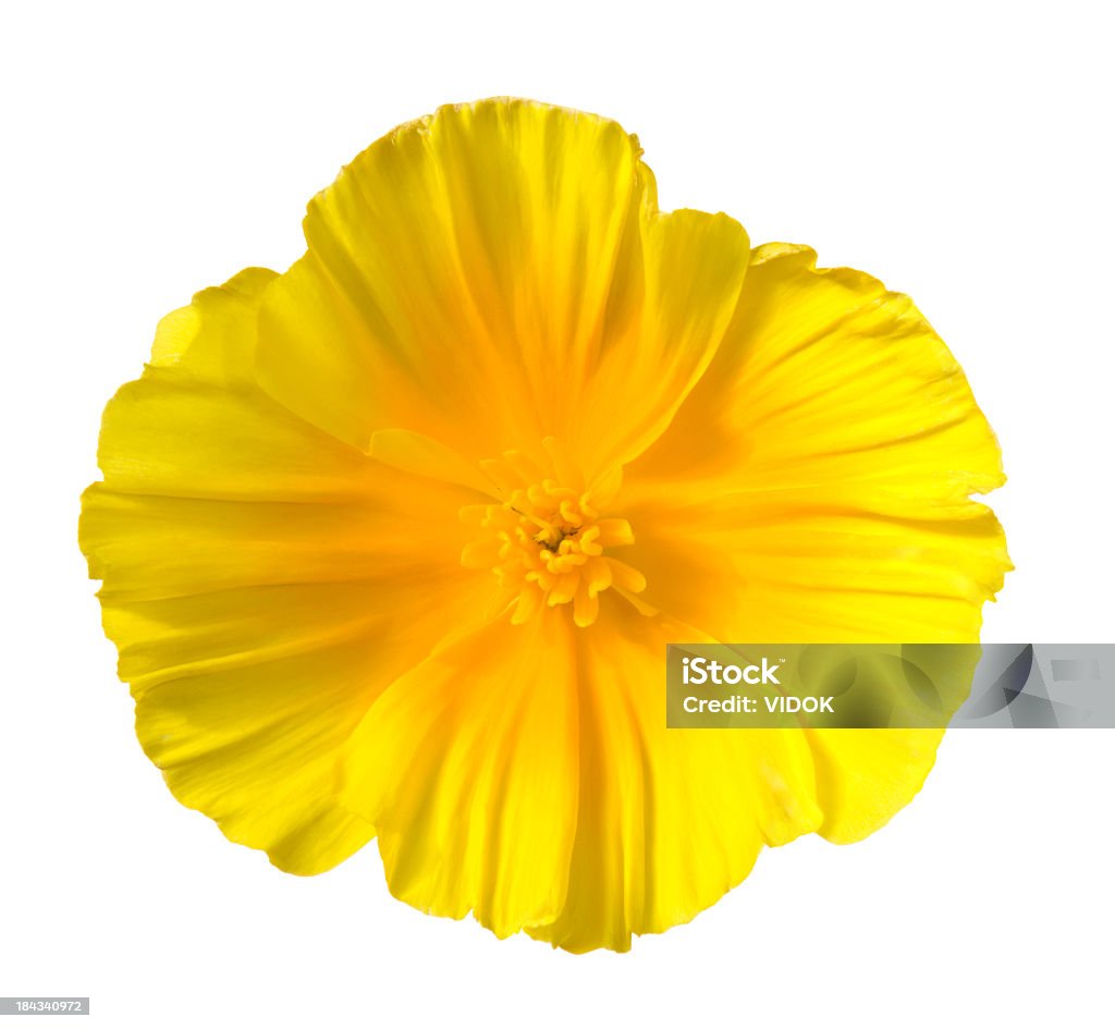 Eschscholzia - Royalty-free Papoila-da-califórnia Foto de stock