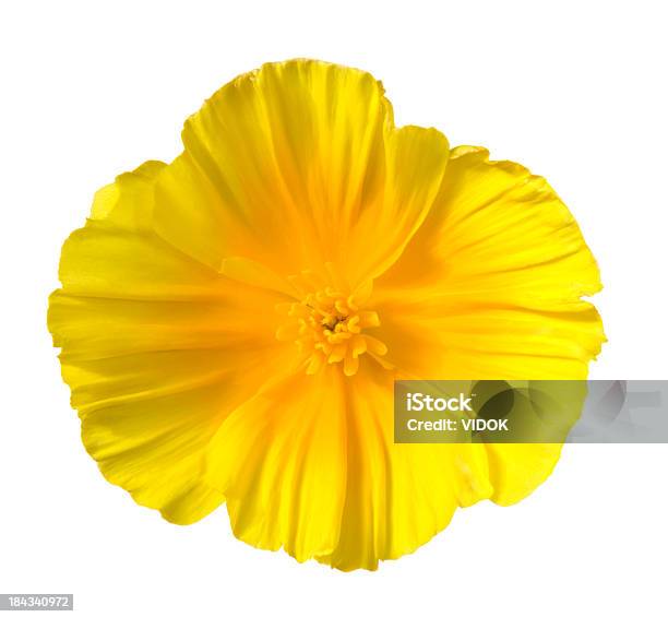 Eschscholzia - Fotografias de stock e mais imagens de Papoila-da-califórnia - Papoila-da-califórnia, Amarelo, Figura para recortar